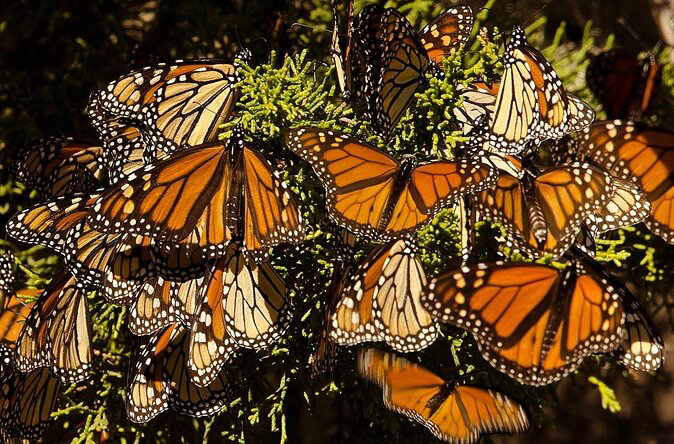 Image of monarch butterflies resting on an evergreen tree.